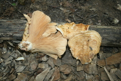Lactarius psammicola