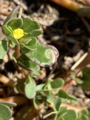 Schizocerella pilicornis