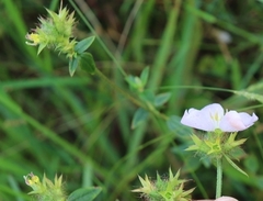 Pterolepis glomerata