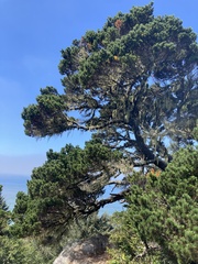 Pinus contorta contorta
