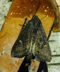 Helotropha reniformis