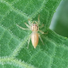 Chira