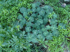 Geranium molle