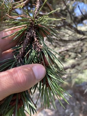Pinus contorta contorta