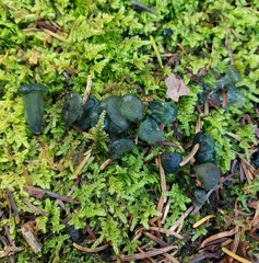 Leotia viscosa