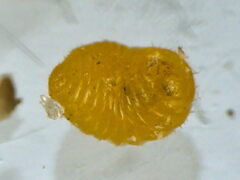 Semudobia betulae