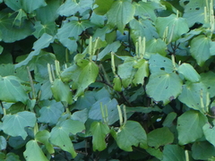 Piper excelsum excelsum