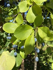 Angiospermae