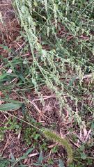 Caryophyllales