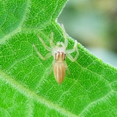 Chira