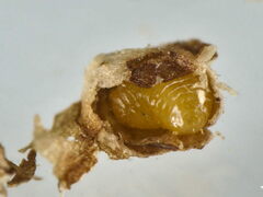 Semudobia betulae