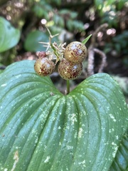 Maianthemum dilatatum