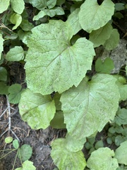 Arnica cordifolia