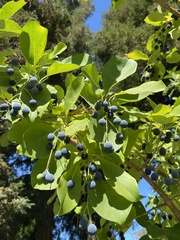 Angiospermae