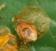 Semudobia betulae