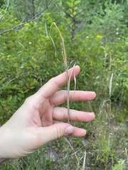 Andropogon virginicus