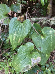 Maianthemum dilatatum