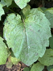 Arnica cordifolia
