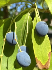 Angiospermae
