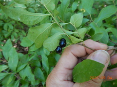 Aronia melanocarpa