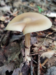 Entoloma strictius