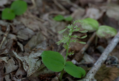 Neottia convallarioides