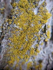 Polycauliona candelaria