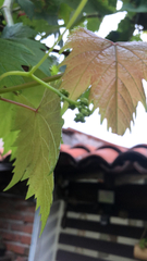 Vitis vinifera