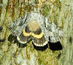 Catocala cerogama