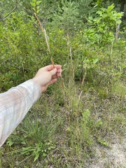 Andropogon virginicus