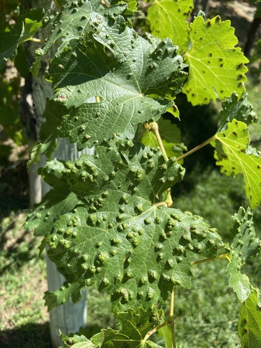 Grape Erineum Mite, Portola Park, Livermore, CA, US, photo 10 of 10