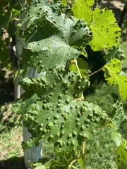 Colomerus vitis
