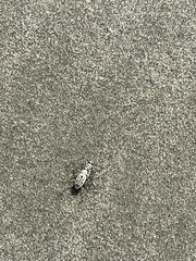 Habroscelimorpha dorsalis