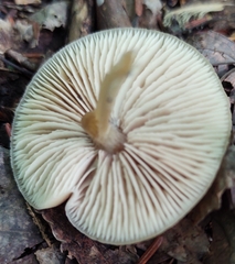 Entoloma strictius