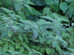 Urtica ferox