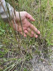 Andropogon virginicus