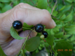 Aronia melanocarpa