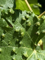 Colomerus vitis