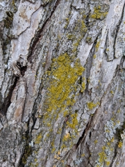 Polycauliona candelaria