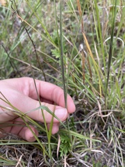 Andropogon virginicus