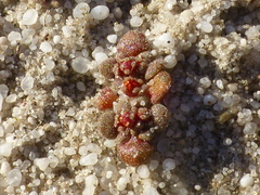 Crassula umbellata