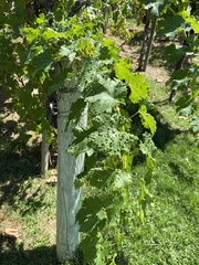 Colomerus vitis
