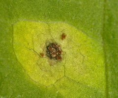 Puccinia convolvuli