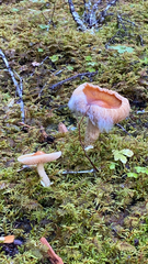 Cortinarius caperatus