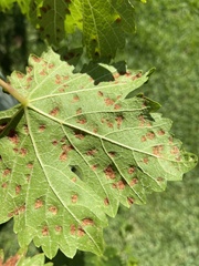 Colomerus vitis