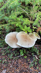 Clitocybe nebularis