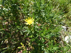 Senecio lautus