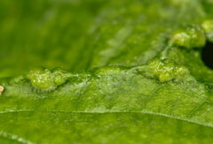 Dasineura ulmaria