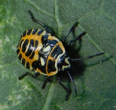 Eurydema