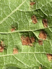 Colomerus vitis